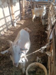 объявления о найденных собаках: Продаю | Козёл (самец) | Зааненская | На забой, Для разведения | Племенные