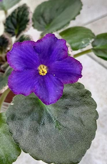 Фиалки и глоксинии: 🌱🌺🌱 Продаю сортовые ДЕТКИ стандартных, трейлерныхмини и полумини — 19