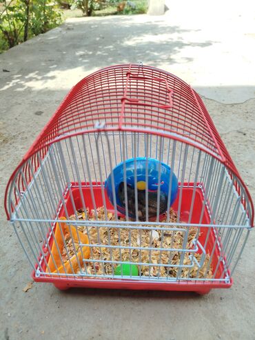 Digər heyvanlar: 1 aydı alınıb hər şeyi var.su qabı, yemək qabı, qəfəsi — 6