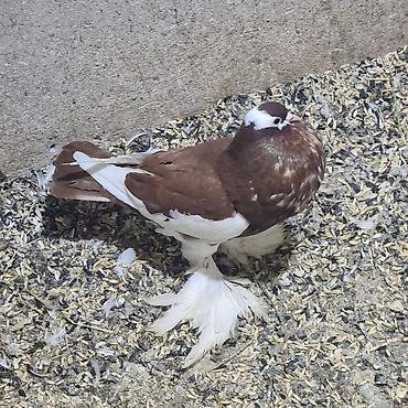 Göyərçinlər: Zövqlü dekorativ göyərçinlər dəsti - Nadir görünüşlü dekorativ — 6