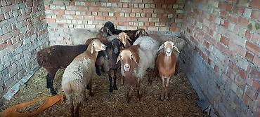 Продам с/х животных: Продаю | Овца (самка) | Для разведения | Ярка — 1