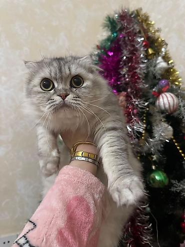 Pişiklər: Şotland — 9