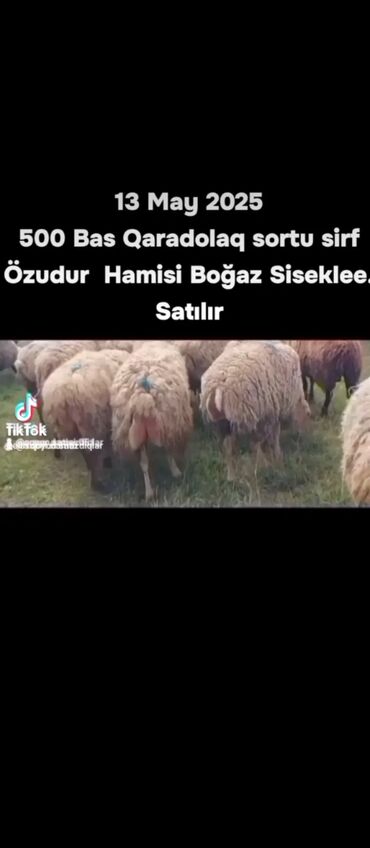 satlıq atlar: 13 May Sirf Qaradolaq.sortu Satılır 500 bas di Hamsi bogaz Siseklerdi