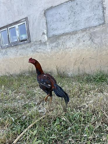 toyuq satilir: Xoruz, Heyratı, il: <1, Ünvandan götürmə — 2