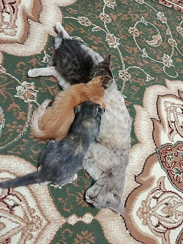 Отдам даром кошку: Мальчик — 2