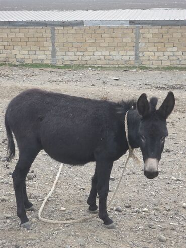 Eşşəklər: 4 erkək 2 dişi eşək satılır ən böyünün yaşı 4-dü qiyməti 550 manatdır — 2