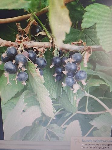 Смородина: Смородина — 19