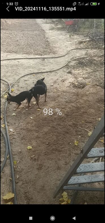 İtlər: 2 ay, Erkek, Peyvəndli, Pulsuz çatdırılma, Ödənişli çatdırılma, Rayonlara çatdırılma — 11