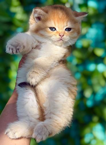 Pişiklər: Şotland — 9