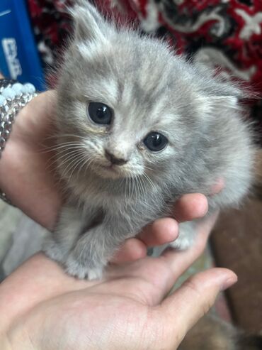 дом для котов: Котята домашние, пушистые, с мягкой шерсткой и выразительными глазами