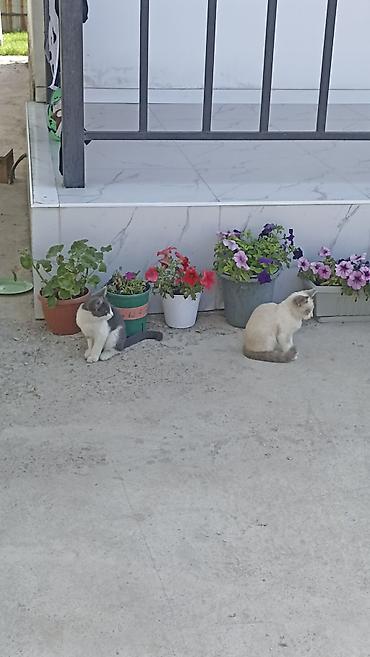 серая кошка: Котята — два очаровательных малыша домашнего типа: - Окрас: один — 4