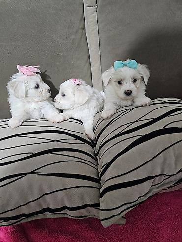 Psi: Na prodaju cistokrvni stenci maltezera. Ostenjeni 24.12.25. 4 zenkice — 2