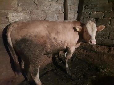 bakida cins ineklerin satisi: Super kok dana lazim olan gelsin canli baxsin