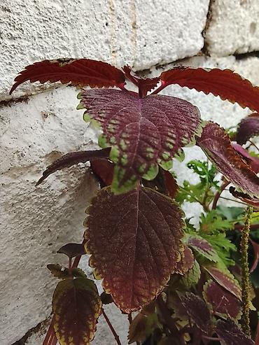 limon agaci satisi: Xalçagülü (elmi adı Coleus və ya kolyoz, türklər tərəfindən "yaprak — 2