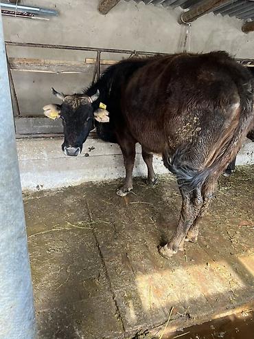 Коровы, быки: Продаю | Корова (самка) | Для молока | Привязанные — 4