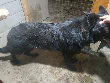 Продажа собак: Немецкая овчарка, 2 года, Самец — 12