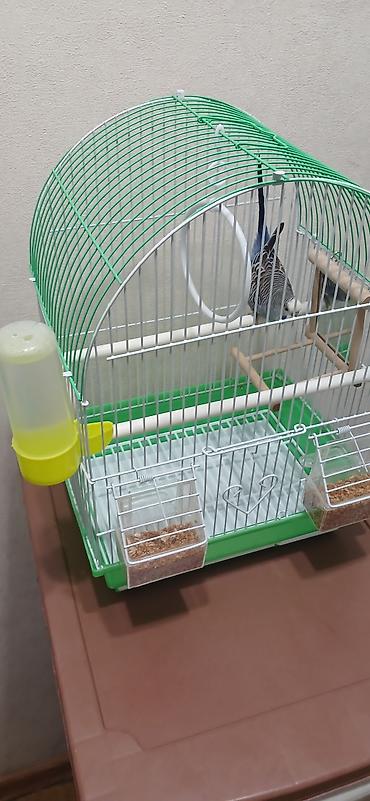 Зоотовары: Клетка для мелких и средних декоративных птиц (волнистые попугаи — 5