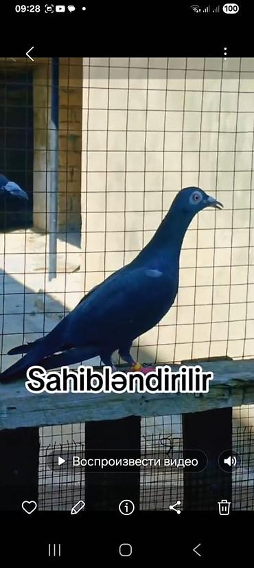 lalafo goyercin satisi: 🕊️ Göyərçinlər satılır! 🔹 Ərəb sortu – 50 AZN Uçan quşlardır — 2