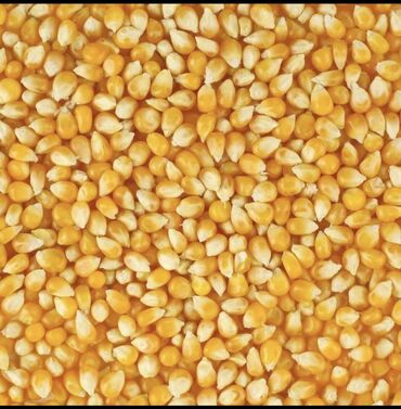 пущенная кукуруза: Кукуруза высокого качества, сухая, сорт кариоки. Кеминский район