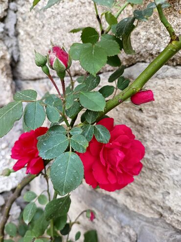 Çöl bitkiləri: Qızıl güllər dipçək gülləri həmişə yaşıl kolları zəhmət olmasa — 13
