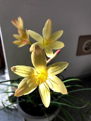 Зефирантес жёлтый (Zephyranthes citrina) — миниатюрный луковичный