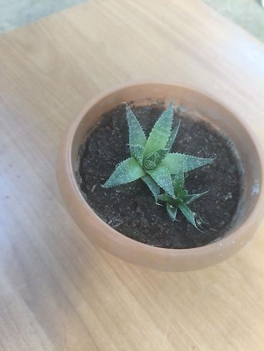 dibcək gul: Sukulenti bitki – Haworthia (aloe-vari tip), kiçik gil dibçəkdə — 1