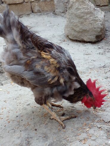 Qazlar: Toyuq, Australorp, Damazlıq, Ünvandan götürmə