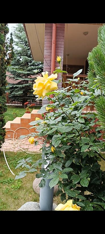 Иссык-Куль 2026: Коттедж, КОТТЕДЖ ЦО Ак Марал, Бает, Детская площадка, Парковка, стоянка, Охраняемая территория — 25