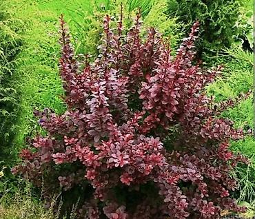 Сирень: Фото1-3 Сирень махровая на срез для букетов, с потрясающим ароматом — 8