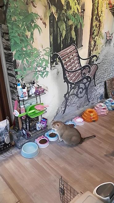 ищу котят: Кото-гостиница! Гостиница для котиков! Платная передержка кошечек — 9