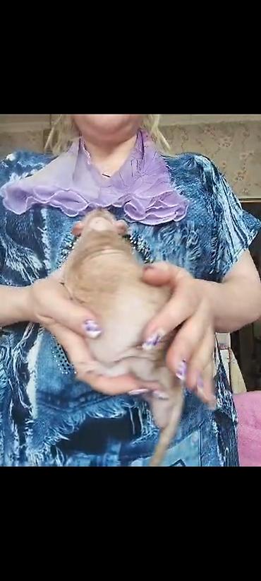Крысы: Питомник крыс Rat Haus Love . Предлагает пару молодых крыс . Мальчик — 30