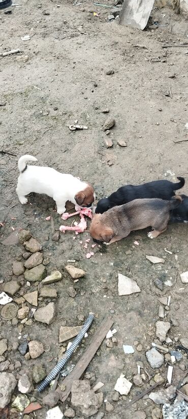 İtlər: Zvanoklar tam sağlam 40 günlük Binəqədidə şir erkek dişi var — 1