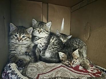 дойки ком: Кошка даром: Беспородная, 1 месяц, Девочка — 5