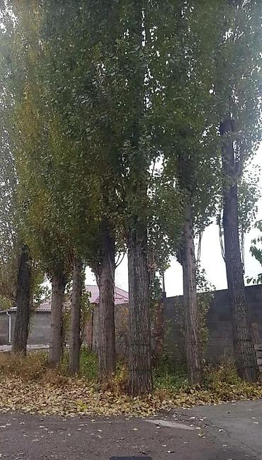 Спил деревьев, заготовка дров: Куплю Тополь Каражыгач серебряк!Любой количество за хорошее цену! — 2