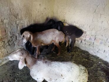 продаю или меняю на скот: Сатам | Ургаачы кой (ургаачы)
