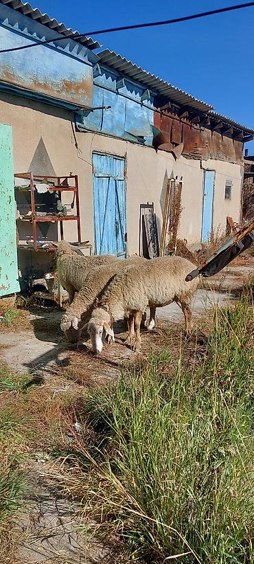 купить свиней: Продаю | Овца (самка) | Для разведения | Матка — 4