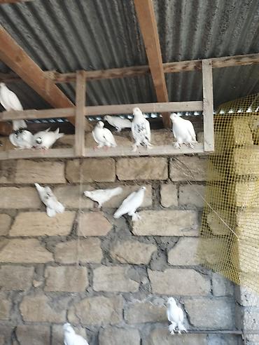 essək səkili: Məhsul: Ev göyərçinləri (bir neçə fərqli rəng və növ) Təsvir: - — 6
