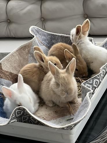 dovsan satisi: 🐰 1 aylıq Safqan Holland Lop balası satılır ✅ 1 aylıqdır ✅ Safqan — 1