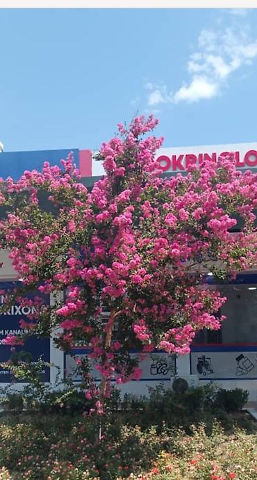 хвойные растения: Лагерстремия индийская (Lagerstroemia indica) — саженцы декоративного — 1