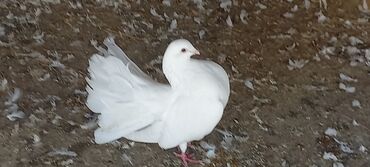 отдам в добрые руки щенка баку 2019: Satılır: Fantail tipli dekorativ göyərçin Xüsusiyyətlər: - Rəng