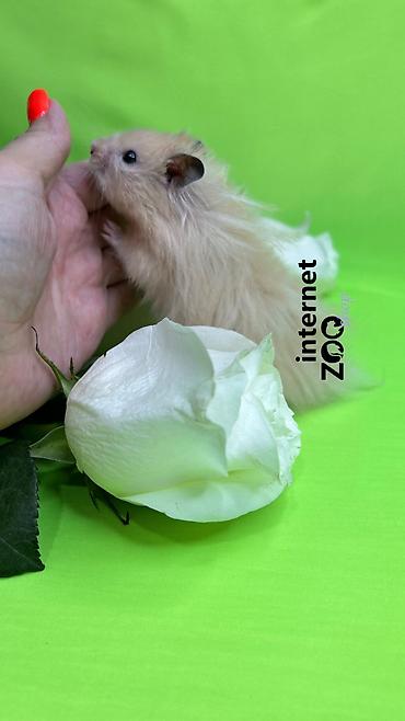 Хомяки: Продаются хомячки ручные. В нашем питомнике грызунов вы можете — 14