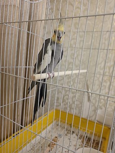 papuqay type 1: Nimfa (Cockatiel) papağanı və qəfəsi - Növlə: Nimfa (cockatiel) — 1