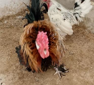 depo qold: Xoruz, il: 1, Ödənişli çatdırılma — 4