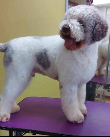 Psi: Prelepi štenci Lagoto Romanjolo dostupni za nove domove. Rođeni — 18