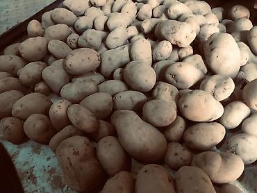 ким чи: Картошка Джелли, Оптом — 4