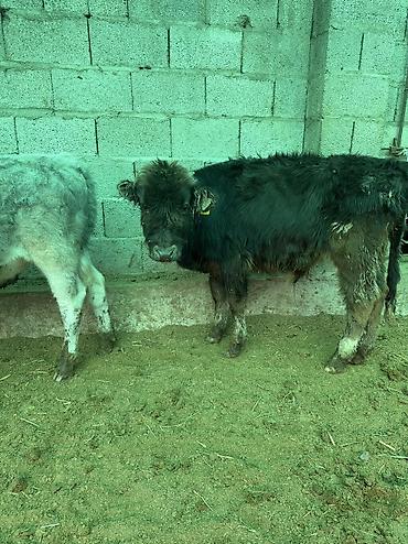 Коровы, быки: Продаю | Бык (самец) — 8