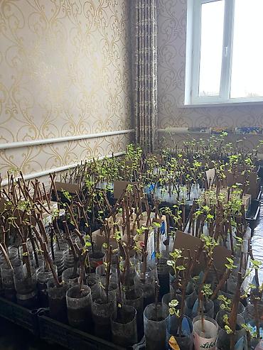 Виноград: Продаю Саженцы Винограда, есть разные сорта: Юлиан, Ризомат, кишмиш — 10