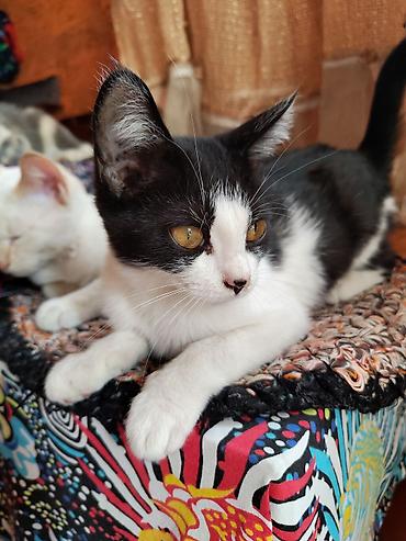 Продажа кошек: Котята — ласковые домашние компаньоны - Описание: игривые котята с — 5