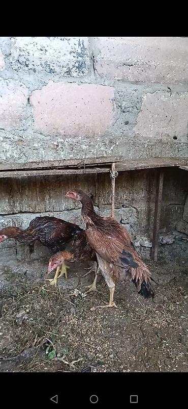 balaca cuce: Toyuq cücələri, Damazlıq — 2