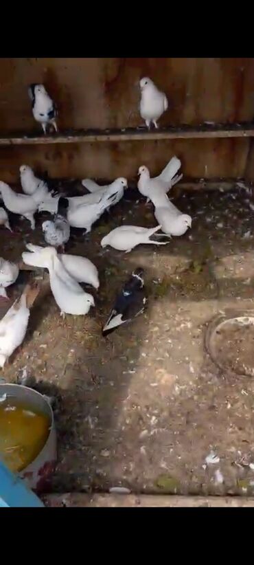 ZX: 🕊️ Satılır – 22 ədəd göyərçin 💰 Qiymət: 150Azn 📍 Ünvan: Binəqədi